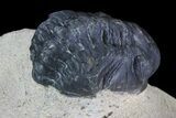 Bargain, Reedops Trilobite Fossil - Good Eye Facets #68657-3